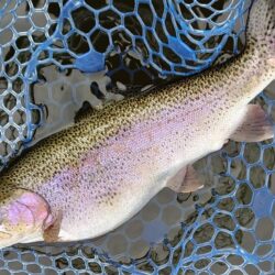 午後は絶好調！ ～岡崎トラウトポンド～